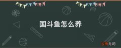 国斗鱼怎么养