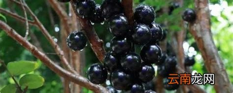 嘉宝果泡酒的功效，嘉宝果可泡酒吗？