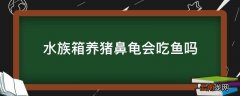 水族箱养猪鼻龟会吃鱼吗