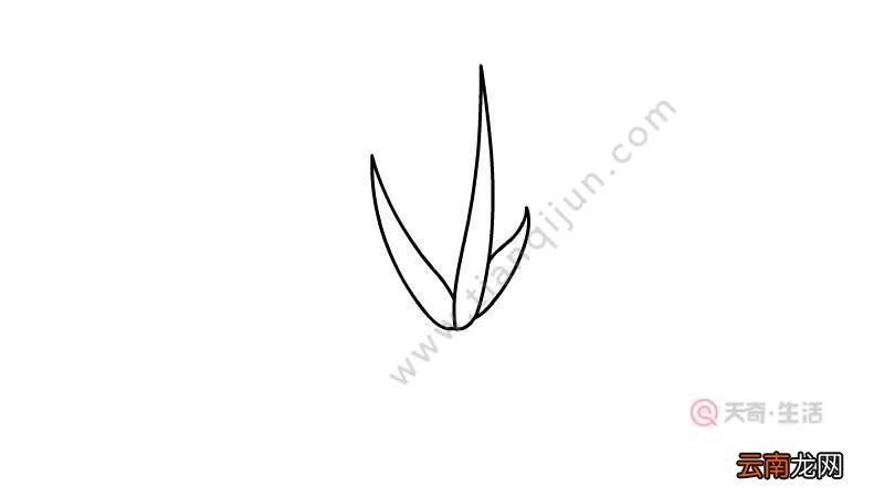 芦荟简笔画