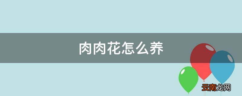 肉肉花怎么养