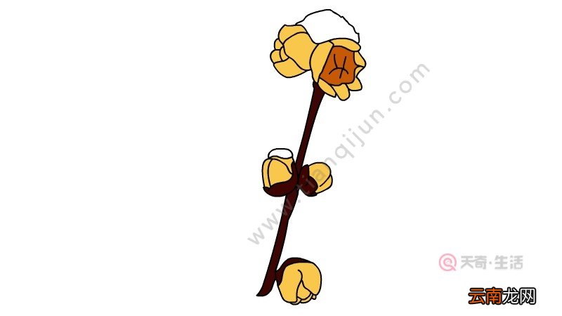 腊梅花简笔画腊梅花简笔画怎么画