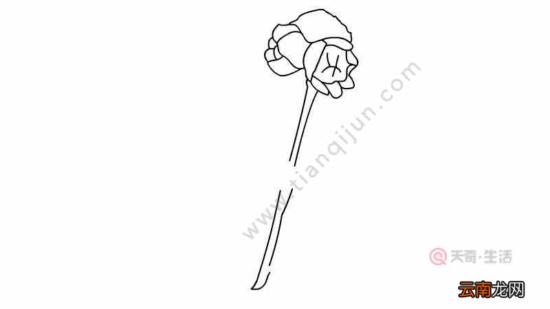 腊梅花简笔画腊梅花简笔画怎么画
