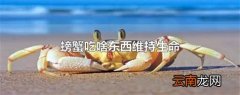 螃蟹吃啥东西维持生命