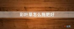 彩叶草怎么施肥好