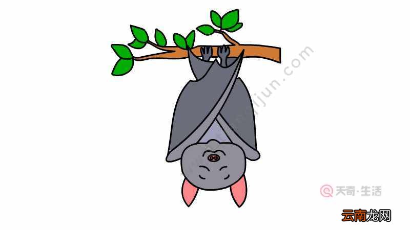 蝙蝠简笔画 蝙蝠的画法