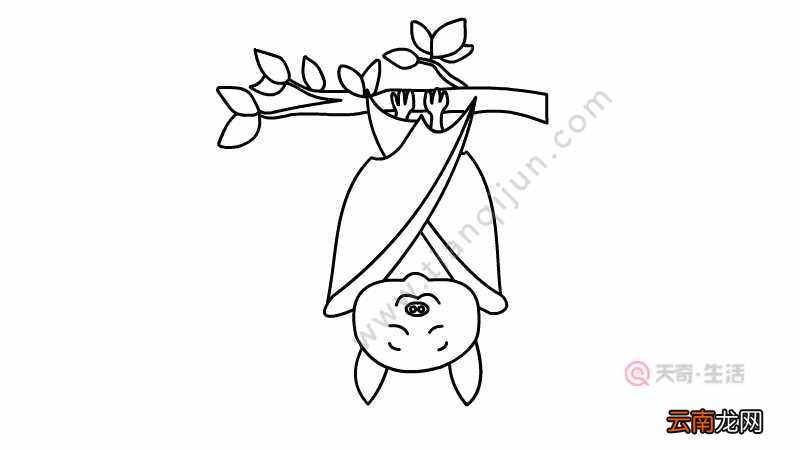 蝙蝠简笔画 蝙蝠的画法