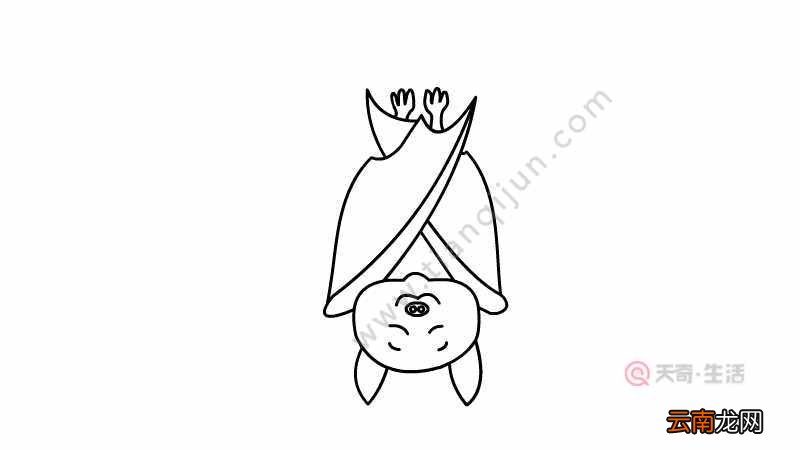 蝙蝠简笔画 蝙蝠的画法