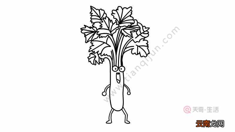 芹菜简笔画