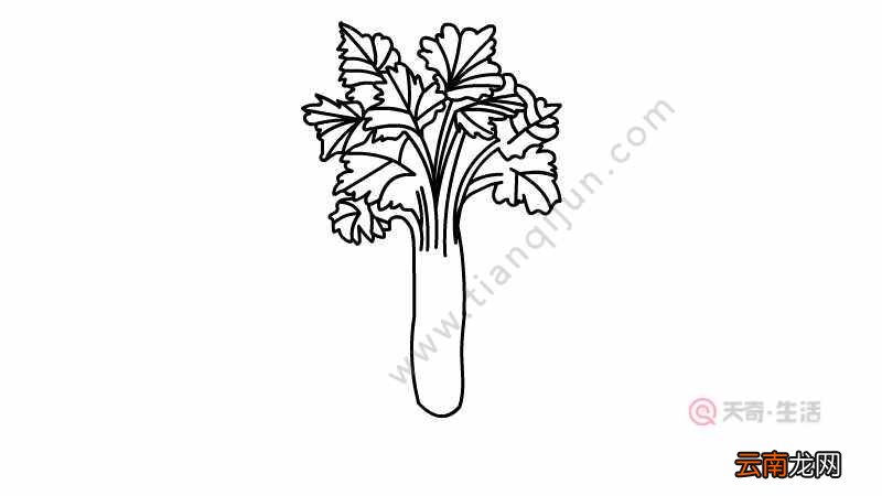 芹菜简笔画