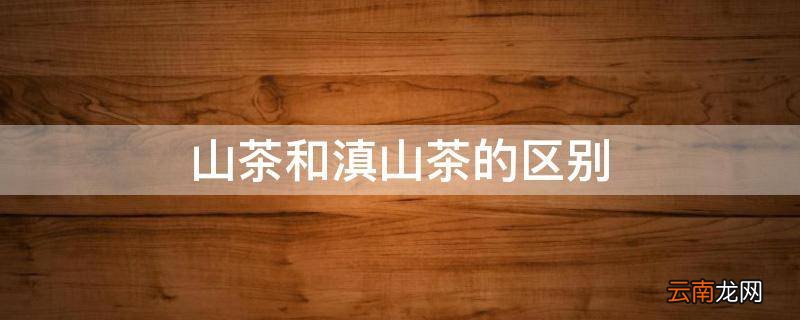 山茶和滇山茶的区别