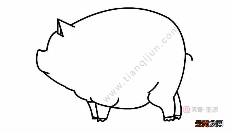 可爱的小粉猪简笔画