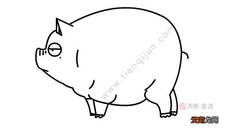 可爱的小粉猪简笔画