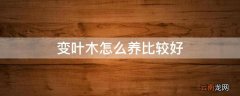 变叶木怎么养比较好