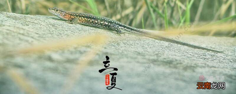 立夏是不是夏天 立夏就是夏天了吗