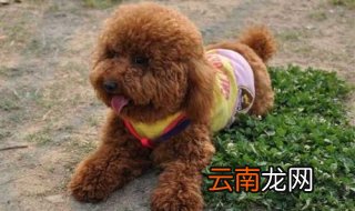 泰迪洗澡全攻略,切忌放在太阳光下晒干