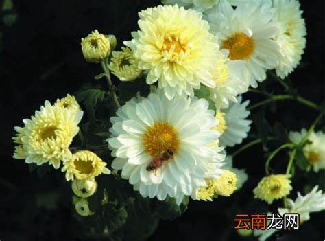 杭菊和贡菊的区别