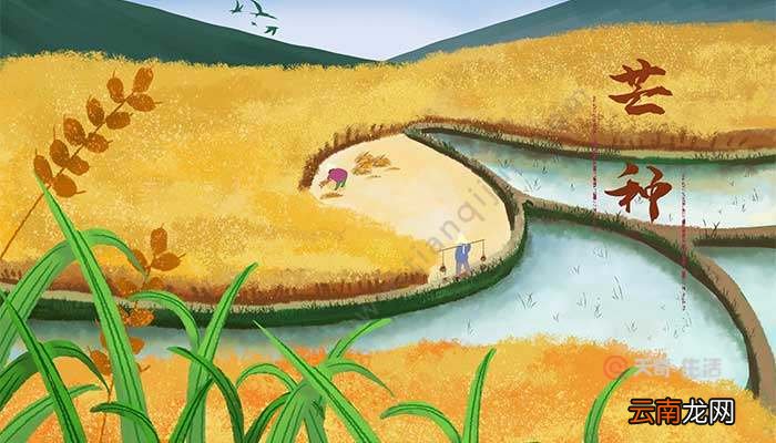 芒种有什么物候特征 芒种在什么节气之间
