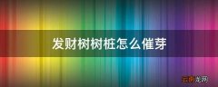 发财树树桩怎么催芽