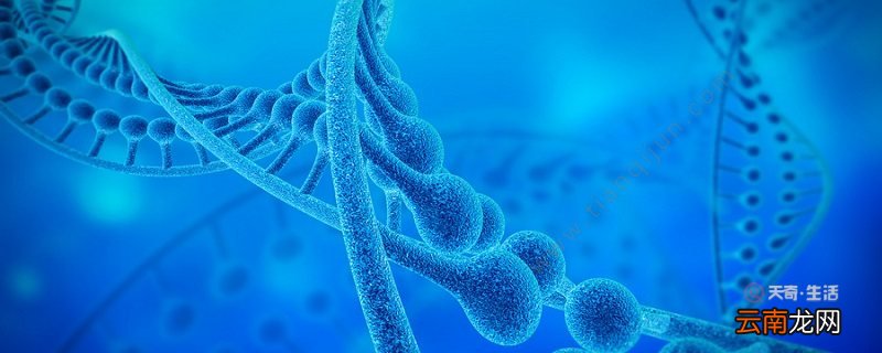 基因控制生物性状的方式 基因控制生物性状的方式有哪些