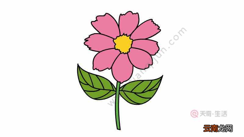 粉色菊花简笔画