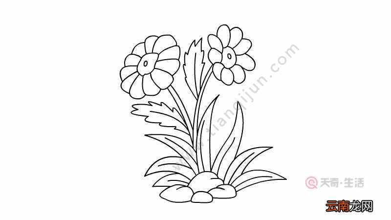 金盏花简笔画