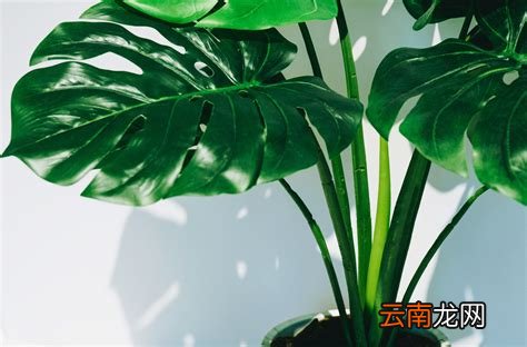 吸甲醛的植物