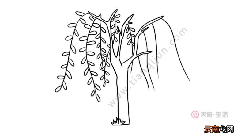 柳树简笔画图片怎么画好看