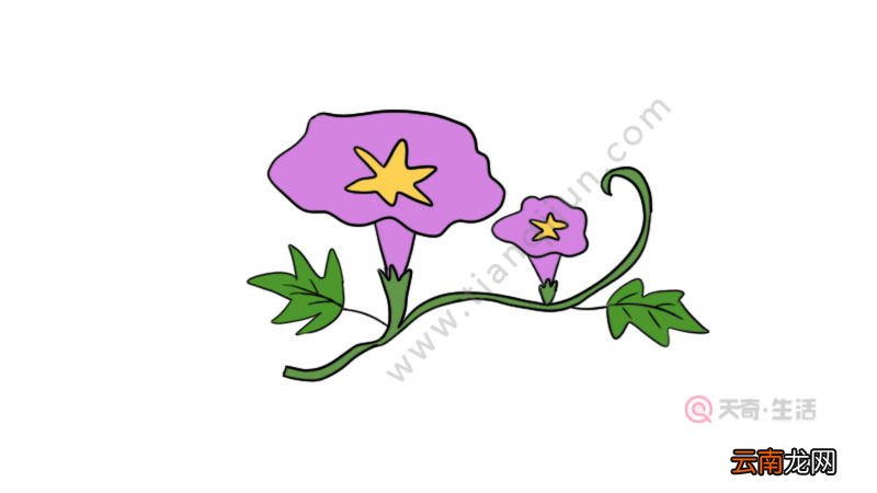 牵牛花简笔画图片教程怎么画