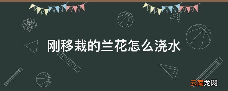刚移栽的兰花怎么浇水