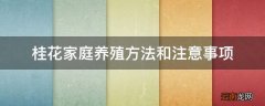 桂花家庭养殖方法和注意事项