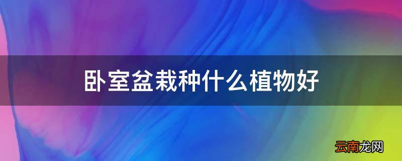 卧室盆栽种什么植物好