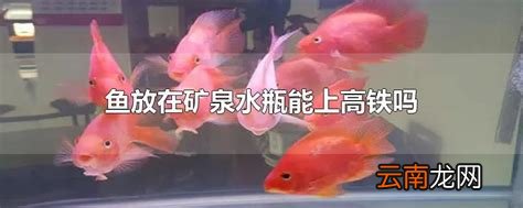 鱼放在矿泉水瓶能上高铁吗