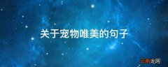 关于宠物唯美的句子