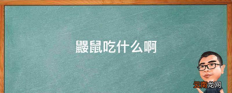 鼹鼠吃什么啊