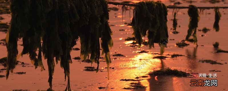 生海带怎么处理才能吃 买来的生海带怎么处理