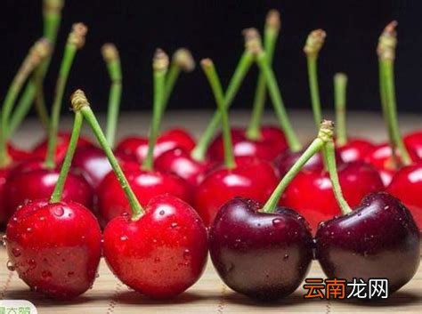 樱桃和车厘子的区别哪个营养价值高