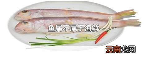 鱼属不属于海鲜
