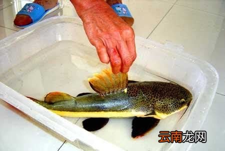 鱼身上的粘液怎么去除
