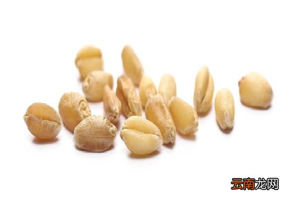 麦仁粥的功效与作用 麦仁粥的功效