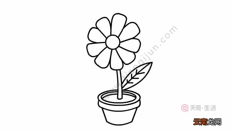 百日菊简笔画