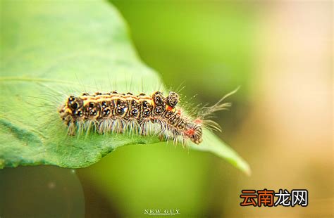 毛毛虫有毒吗