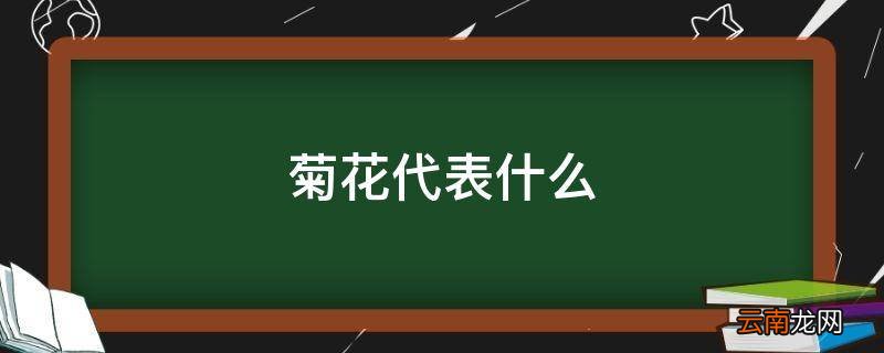菊花代表什么