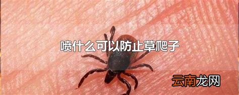 喷什么可以防止草爬子