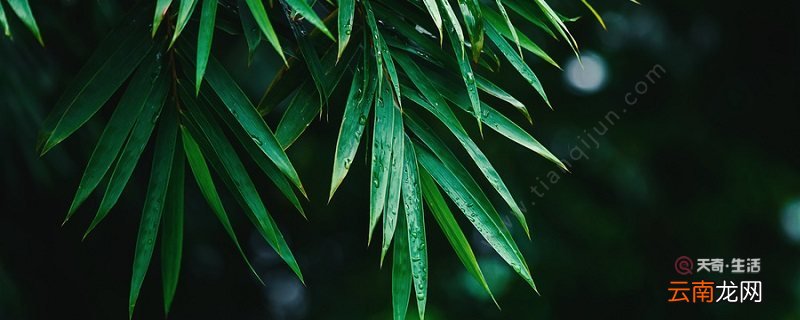 竹里馆描写了哪些景物 竹里馆主要描写了哪些景物