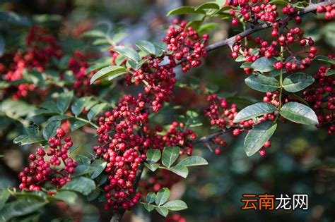 藤椒和花椒的味道区别