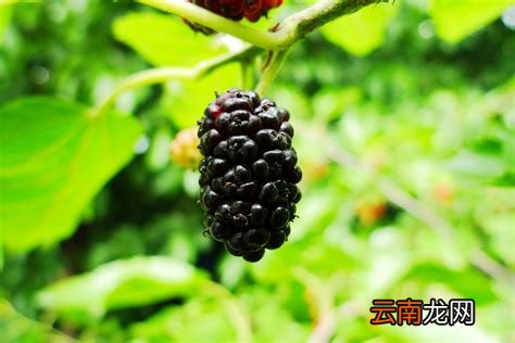 桑葚能不能多吃