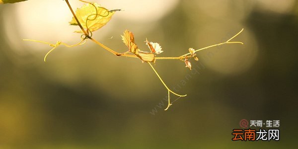 处暑不出头后面是什么 处暑不出头后一句是什么
