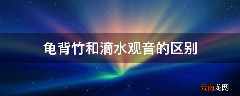 龟背竹和滴水观音的区别