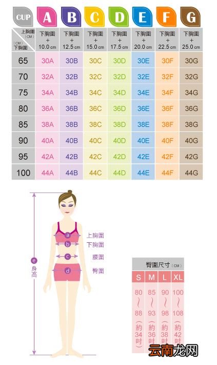 衣服胸围为什么有的50 有的100